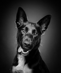 Chris Johnson - Black and White Dog - First.jpg